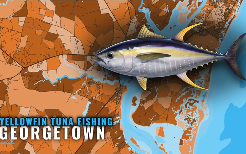 Yellowfin Tuna Fishing Out of Georgetown: Season and Marks