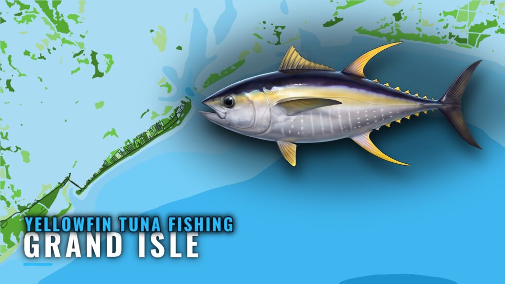 Yellowfin Tuna Fishing Out of Grand Isle: Where and When