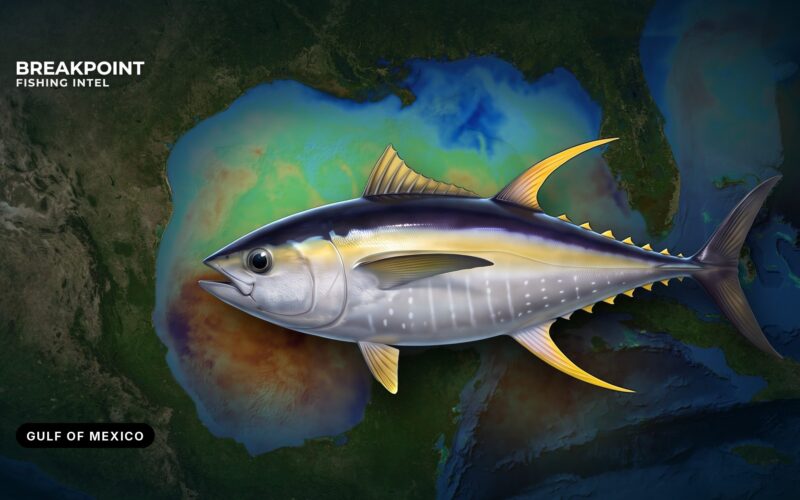 Yellowfin Tuna Fishing in the Gulf of Mexico: Where to Look