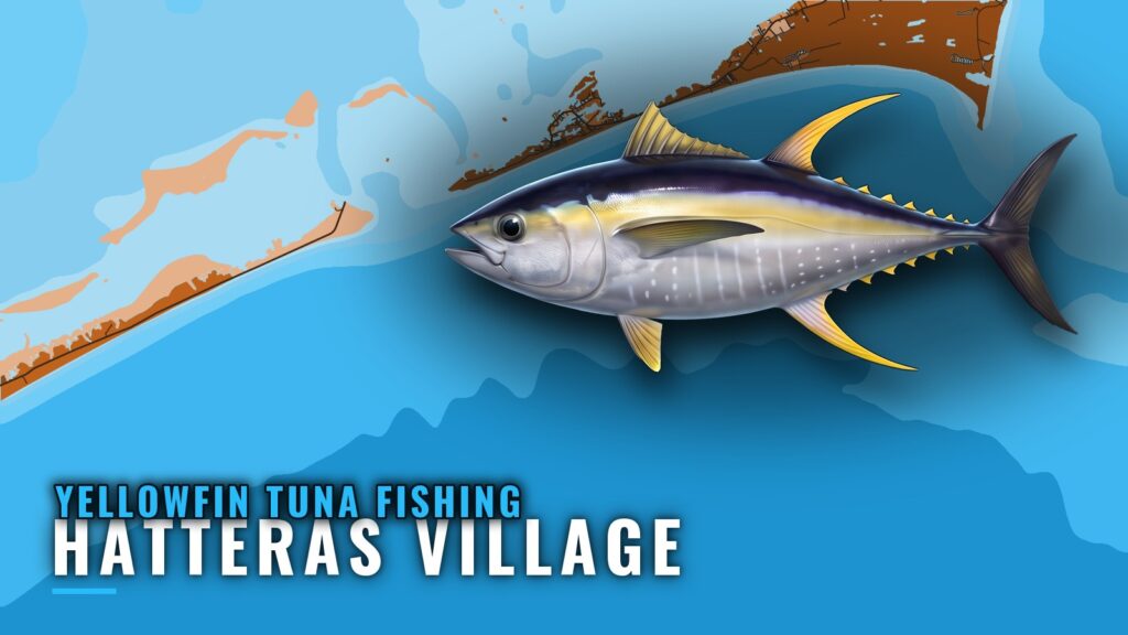 Yellowfin Tuna Fishing Out of Hatteras Village: Port Guide