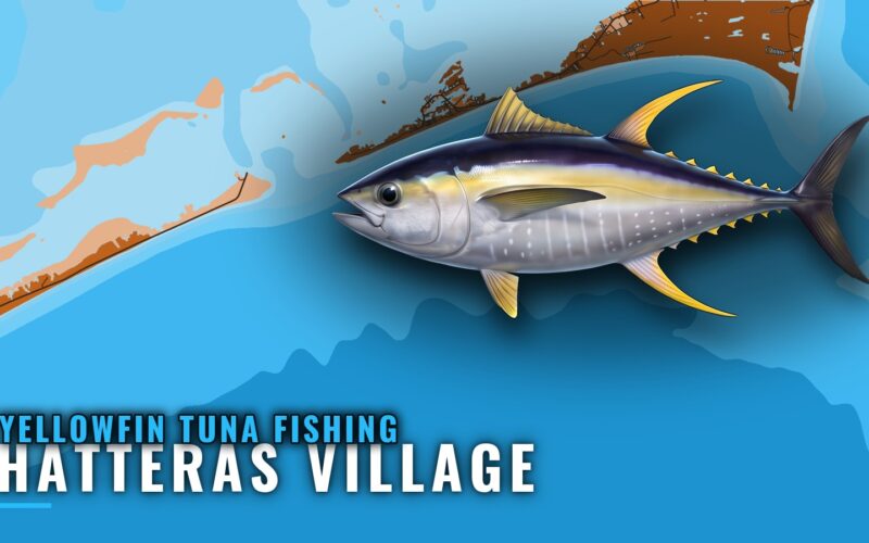 Yellowfin Tuna Fishing Out of Hatteras Village: Port Guide