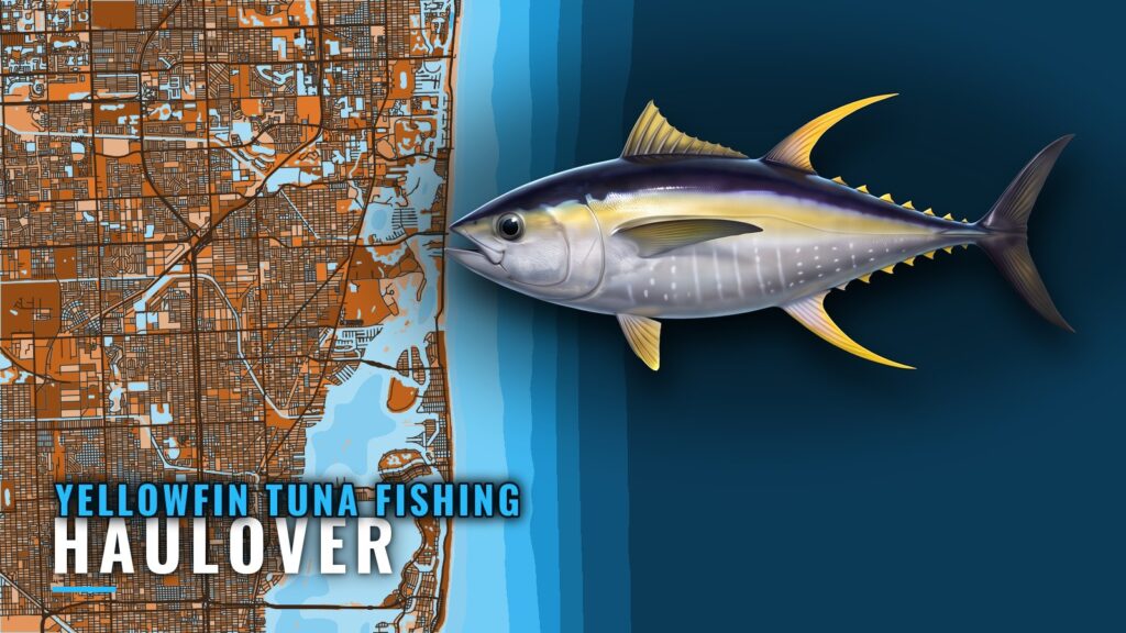 Yellowfin tuna fishing out of Haulover: grounds and captain