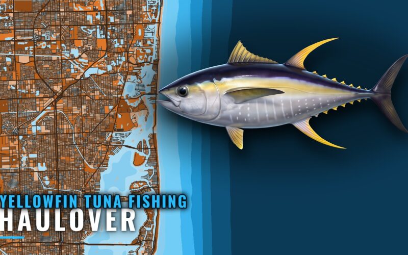 Yellowfin tuna fishing out of Haulover: grounds and captain