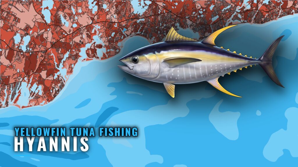 Yellowfin Tuna Fishing Out of Hyannis: Canyons, Methods