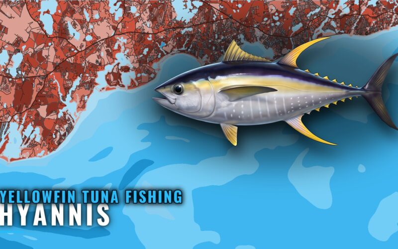 Yellowfin Tuna Fishing Out of Hyannis: Canyons, Methods
