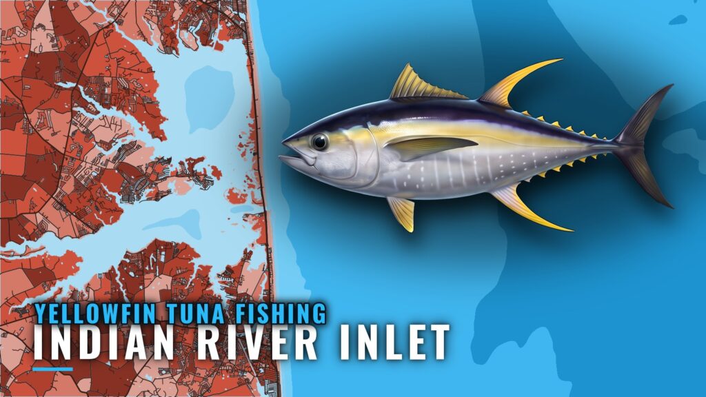 Yellowfin Tuna Fishing Out of Indian River Inlet, Delaware