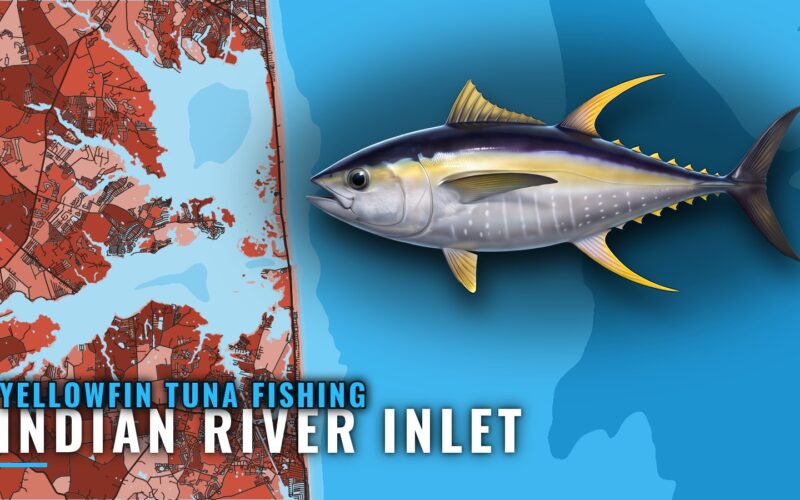 Yellowfin Tuna Fishing Out of Indian River Inlet, Delaware