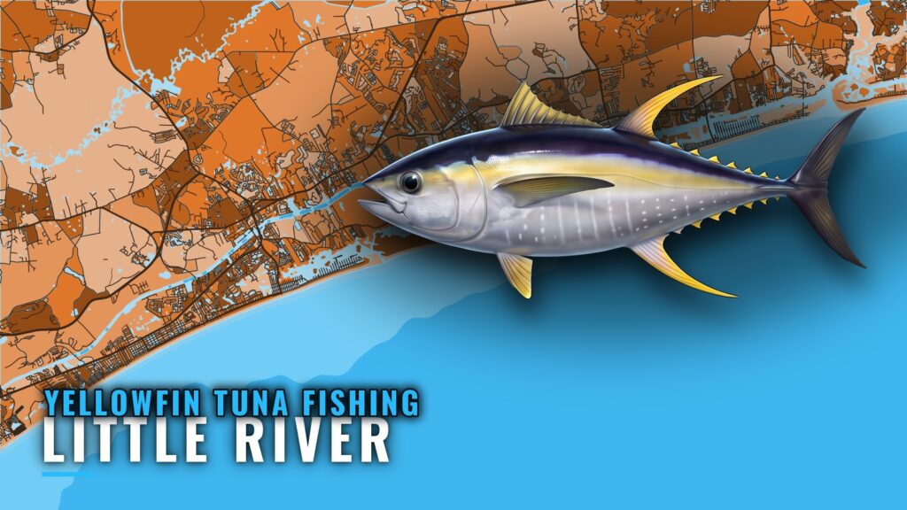 Yellowfin Tuna Fishing Out of Little River: Run and Reefs