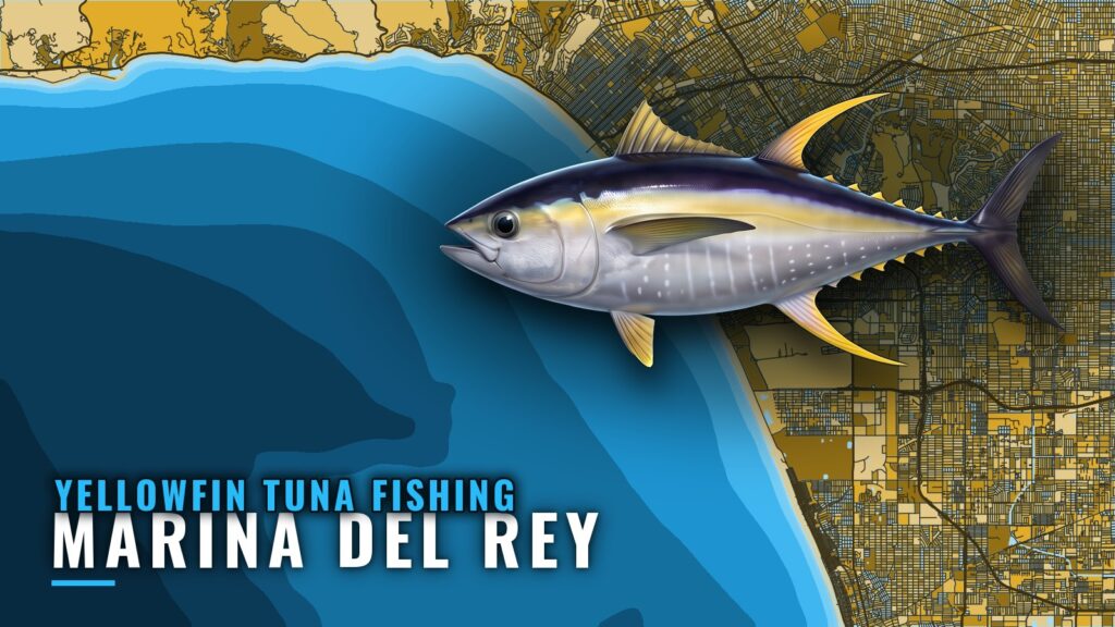 Yellowfin Tuna Fishing Out of Marina del Rey: Season Guide