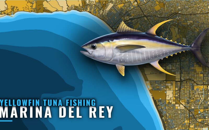 Yellowfin Tuna Fishing Out of Marina del Rey: Season Guide