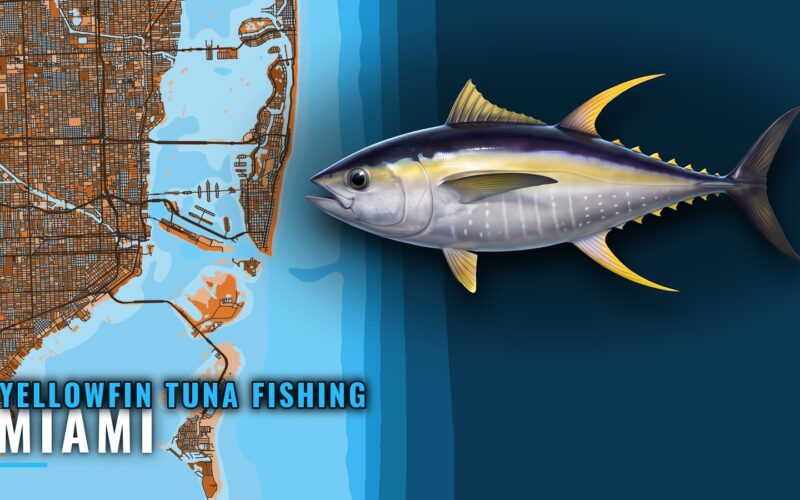 Yellowfin Tuna Fishing Out of Miami: Grounds and Run