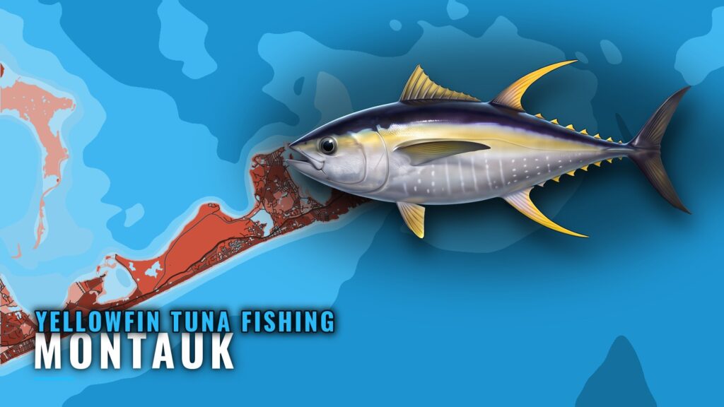 Yellowfin Tuna Fishing Out of Montauk: Grounds, Buoy, Rules