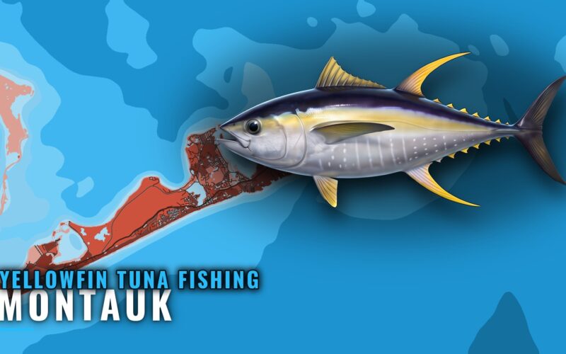 Yellowfin Tuna Fishing Out of Montauk: Grounds, Buoy, Rules