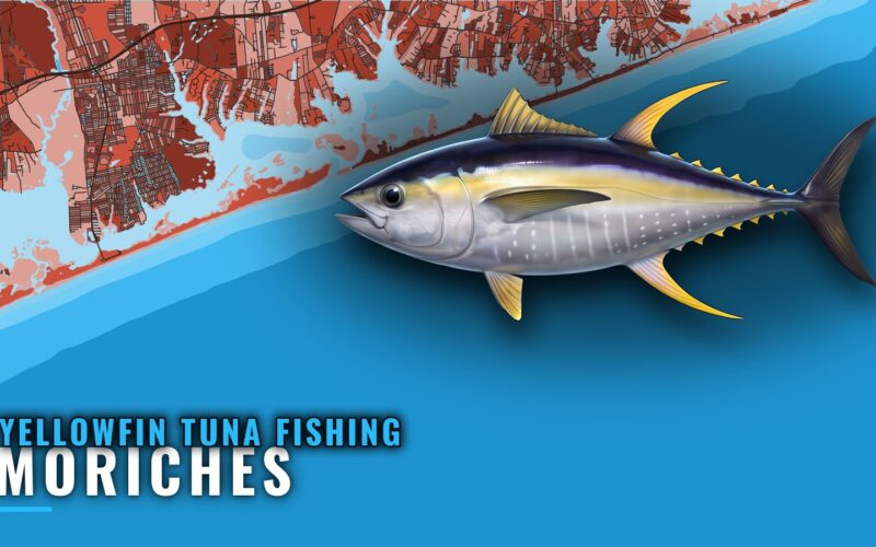 Yellowfin Tuna Fishing Out of Moriches: A Port Briefing