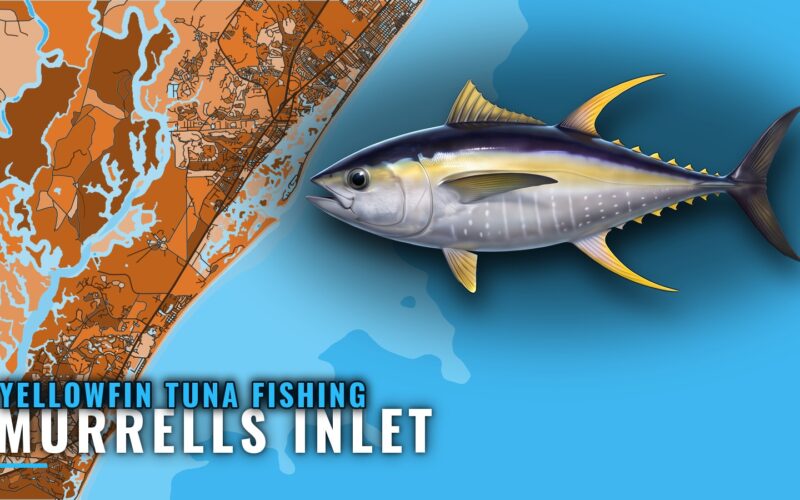 Yellowfin Tuna Fishing Out of Murrells Inlet: Run and Reefs