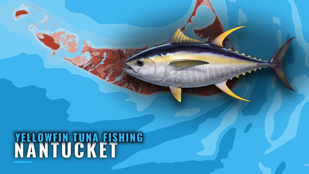Yellowfin Tuna Fishing Out of Nantucket: The Canyon Run