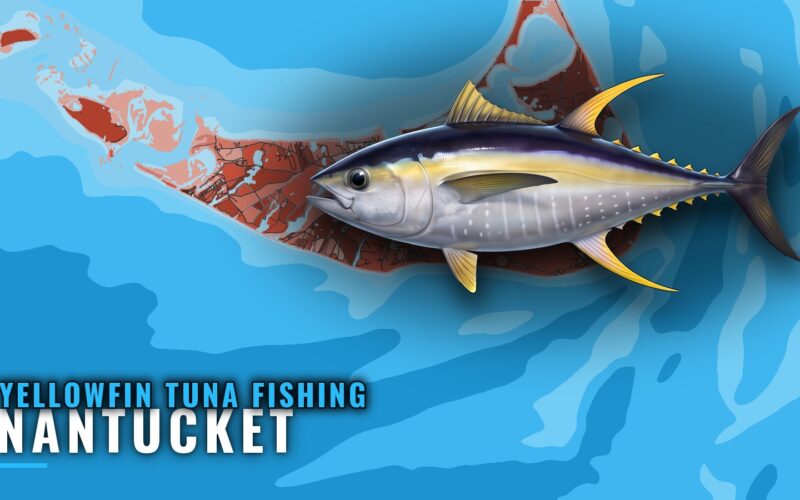 Yellowfin Tuna Fishing Out of Nantucket: The Canyon Run