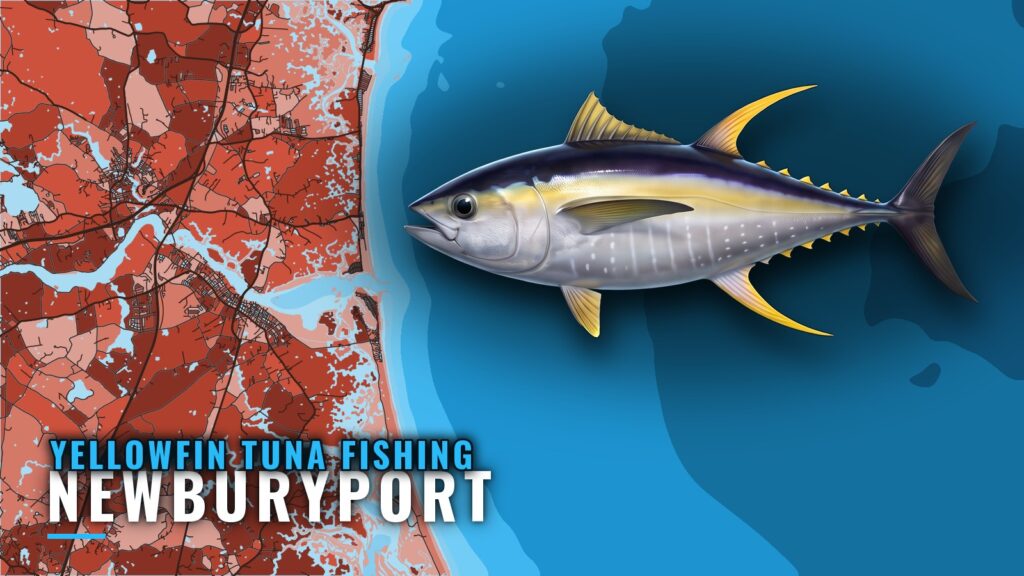 Yellowfin Tuna Fishing Out of Newburyport: Runs and Grounds