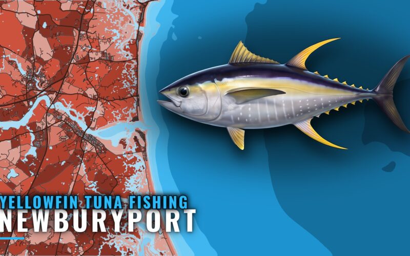 Yellowfin Tuna Fishing Out of Newburyport: Runs and Grounds