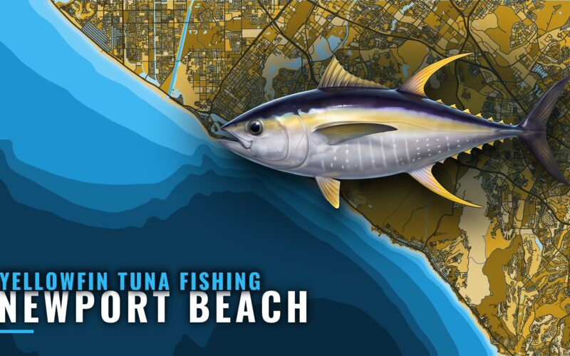 Yellowfin Tuna Fishing Out of Newport Beach: When and Where