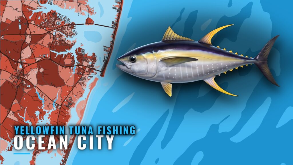 Yellowfin Tuna Fishing Out of Ocean City: Season and Runs