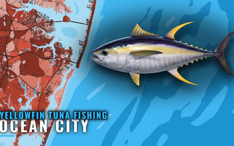 Yellowfin Tuna Fishing Out of Ocean City: Season and Runs