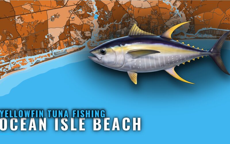 Yellowfin Tuna Fishing Out of Ocean Isle Beach, NC