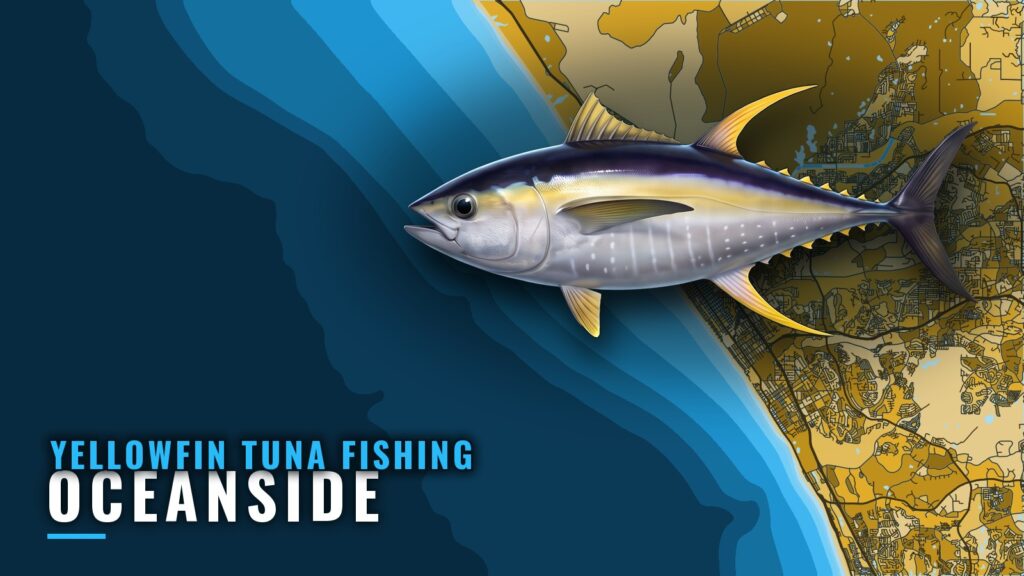Yellowfin Tuna Fishing Out of Oceanside: Season and Spots