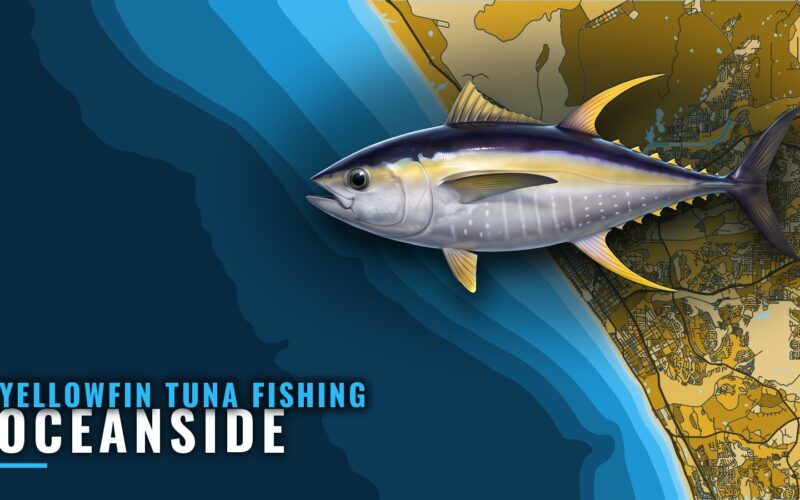 Yellowfin Tuna Fishing Out of Oceanside: Season and Spots
