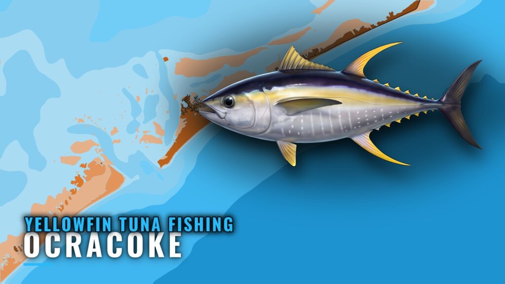 Yellowfin Tuna Fishing Out of Ocracoke: Grounds and Season