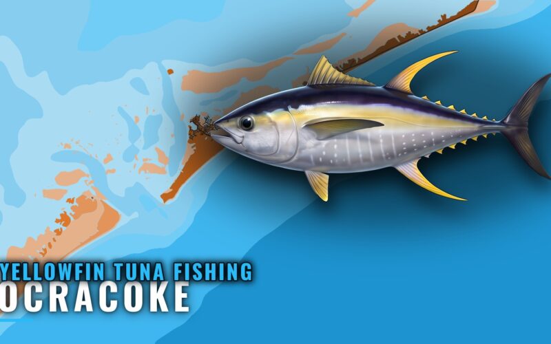 Yellowfin Tuna Fishing Out of Ocracoke: Grounds and Season