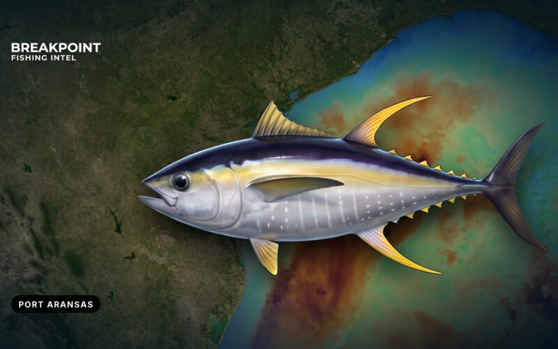 Yellowfin Tuna Fishing off Port Aransas, Texas: Local Guide