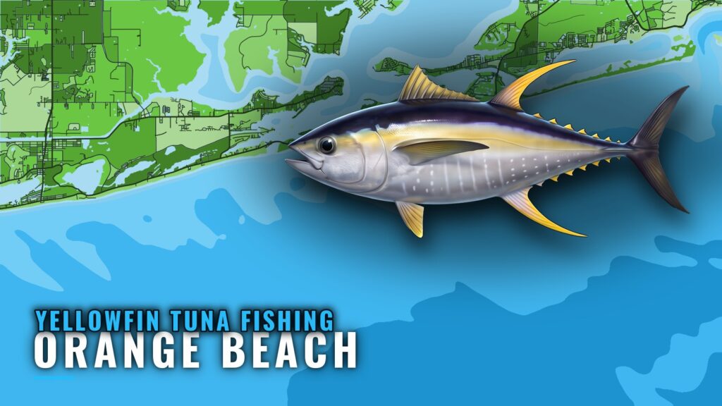 Yellowfin Tuna Fishing Out of Orange Beach: The Run Plan