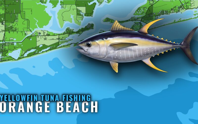 Yellowfin Tuna Fishing Out of Orange Beach: The Run Plan