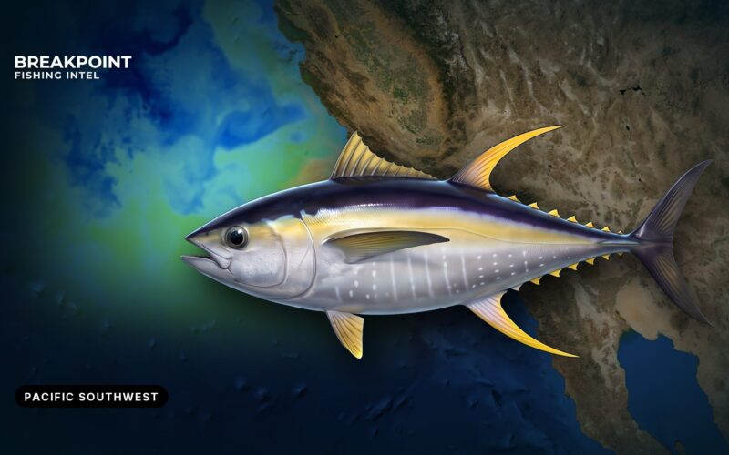Yellowfin Tuna Fishing in the Pacific Southwest: Where & How
