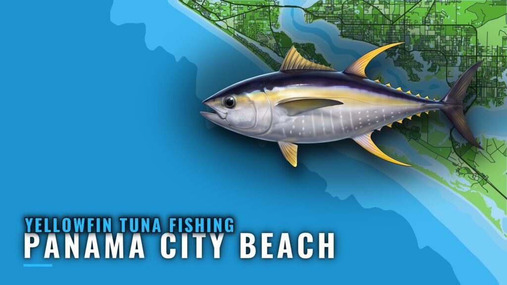 Yellowfin Tuna Fishing Out of Panama City Beach, Florida