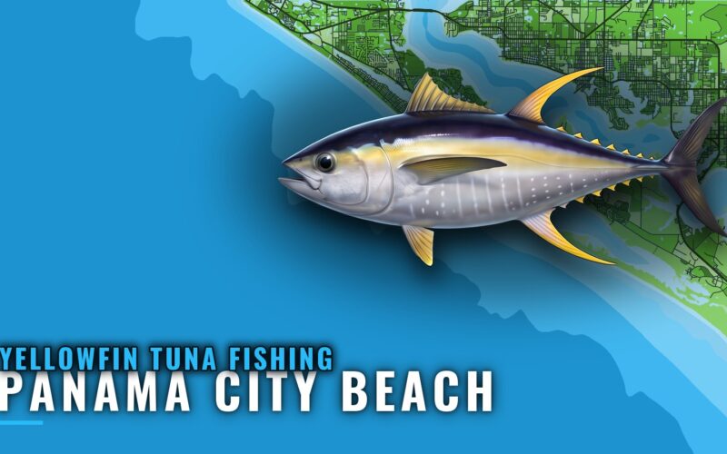 Yellowfin Tuna Fishing Out of Panama City Beach, Florida