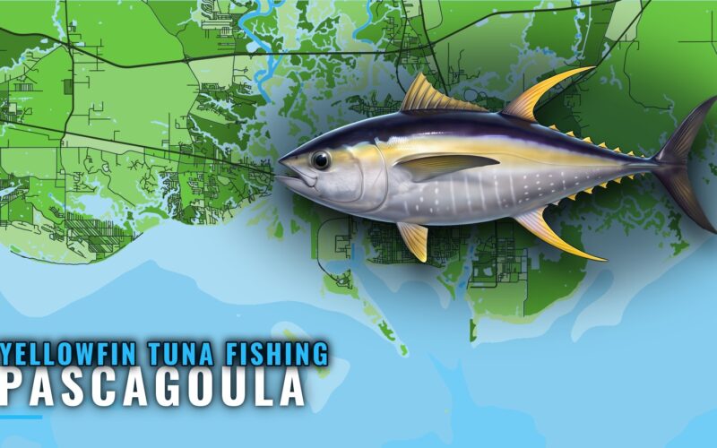 Yellowfin Tuna Fishing Out of Pascagoula: Reefs and Runs