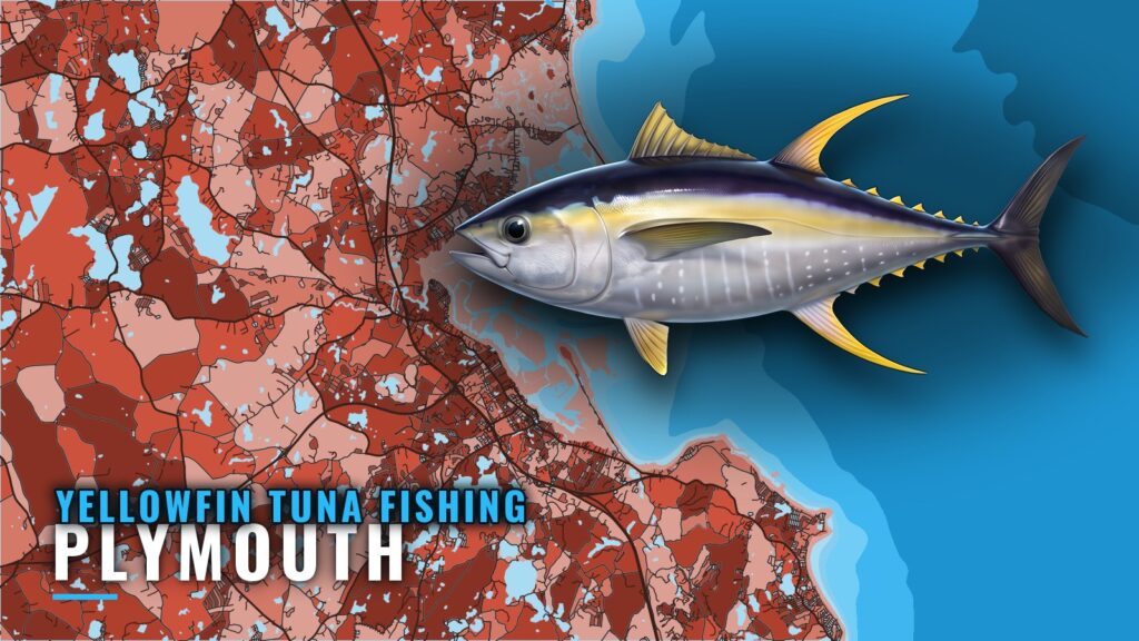 Yellowfin Tuna Fishing out of Plymouth: The Port Picture