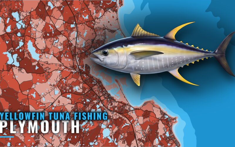 Yellowfin Tuna Fishing out of Plymouth: The Port Picture