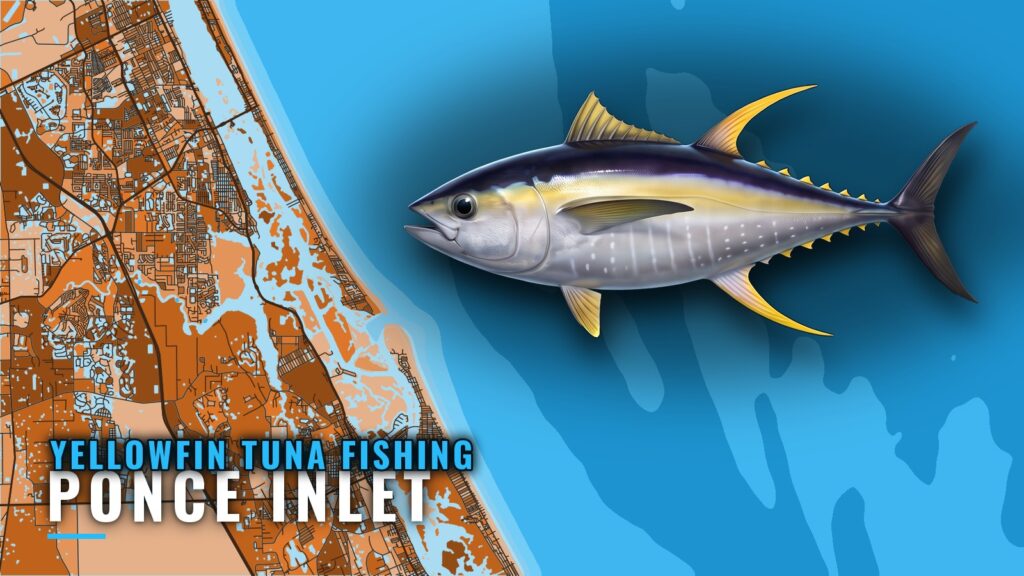 Yellowfin Tuna Fishing Out of Ponce Inlet by the Numbers