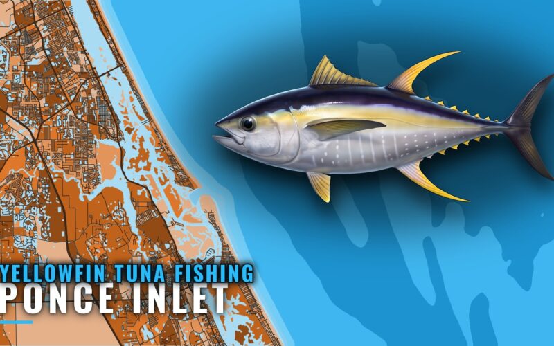 Yellowfin Tuna Fishing Out of Ponce Inlet by the Numbers