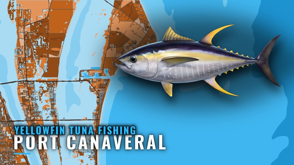 Yellowfin Tuna Fishing Out of Port Canaveral: The Run