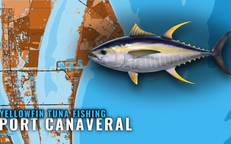 Yellowfin Tuna Fishing Out of Port Canaveral: The Run