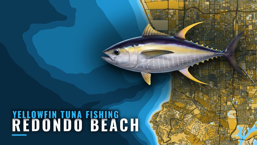 Yellowfin Tuna Fishing Out of Redondo Beach: King Harbor