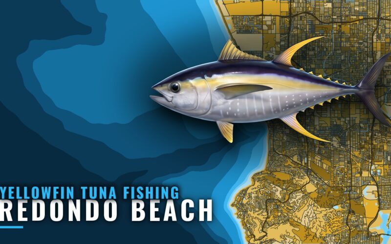 Yellowfin Tuna Fishing Out of Redondo Beach: King Harbor