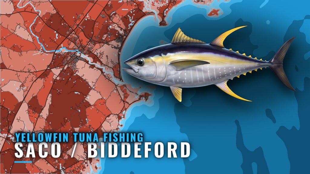 Yellowfin Tuna Fishing out of Saco / Biddeford, Maine