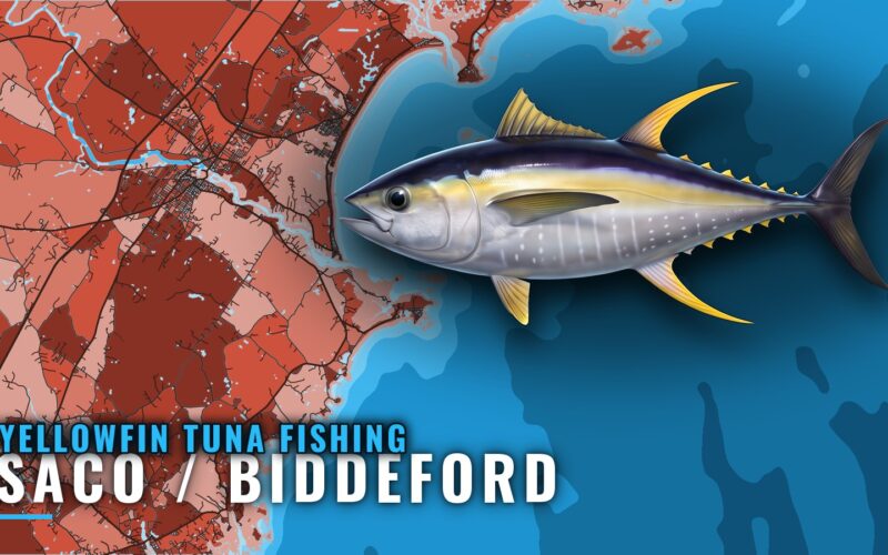 Yellowfin Tuna Fishing out of Saco / Biddeford, Maine