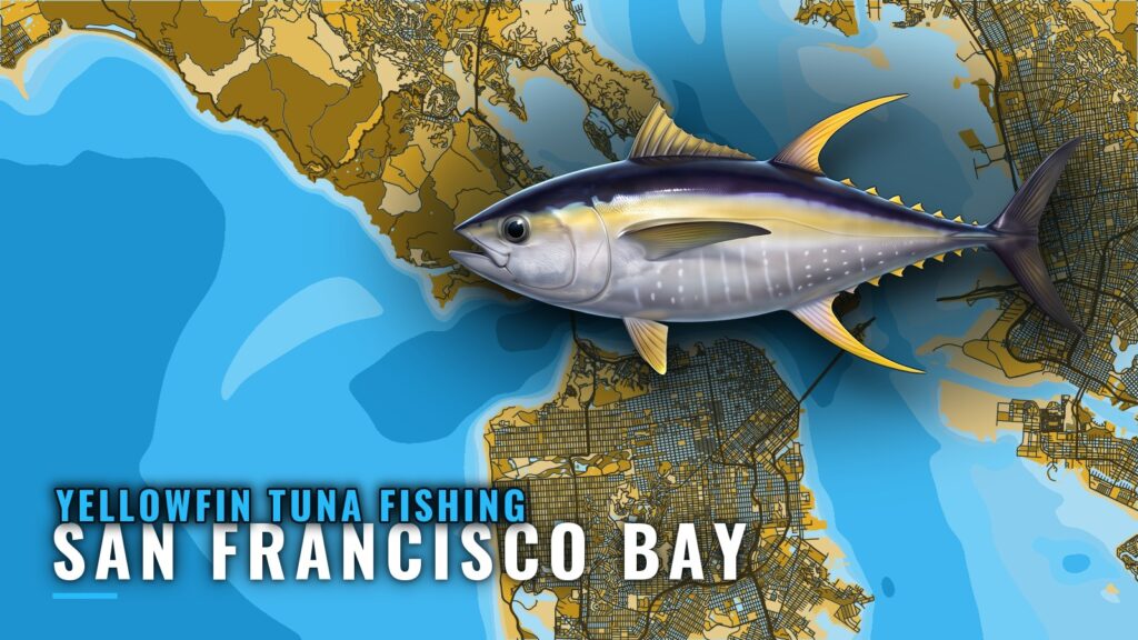 Yellowfin Tuna Fishing out of San Francisco Bay: August
