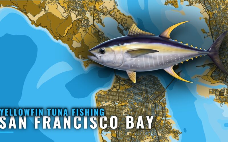 Yellowfin Tuna Fishing out of San Francisco Bay: August
